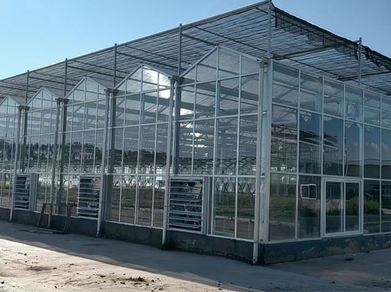china venlo greenhouse for sale