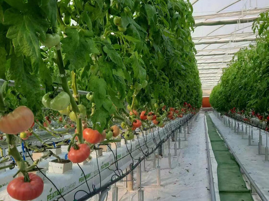 tomato hydroponics system 6000SQM per day 1500KG tomato